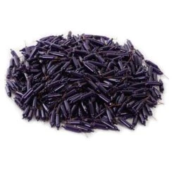 Vickerman Incandescent Mini Replacement Bulbs (500 Pack) (646526) 5 Vickerman Incandescent Mini Replacement Bulbs (500 Pack) (646526) -Light Bulbs Shop 646700pilemd