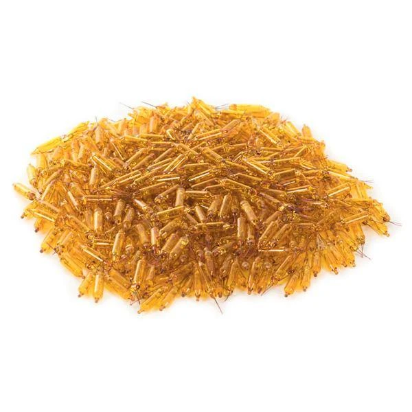 Vickerman Incandescent Mini Replacement Bulbs (500 Pack) (646533) 3 Vickerman Incandescent Mini Replacement Bulbs (500 Pack) (646533) - Image 3