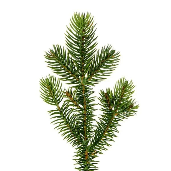 Vickerman Unlit Christmas Tree (675649) 3 Vickerman Unlit Christmas Tree (675649) - Image 3